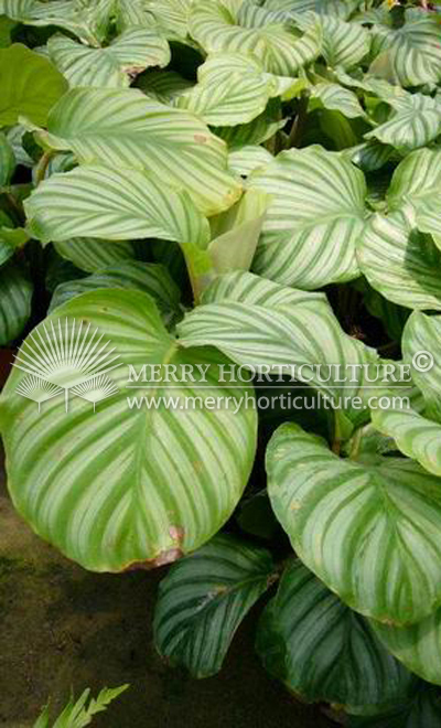 Calathea rotundifolia 'Fasciata' (Pot)